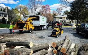 Best Palm Tree Trimming  in Mansfield, OH